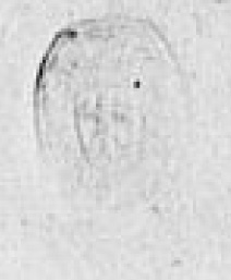 Eget segl benyttet 19. august 1623 (Vedlegg x til Fogderegnskap Moss 1623-24)
